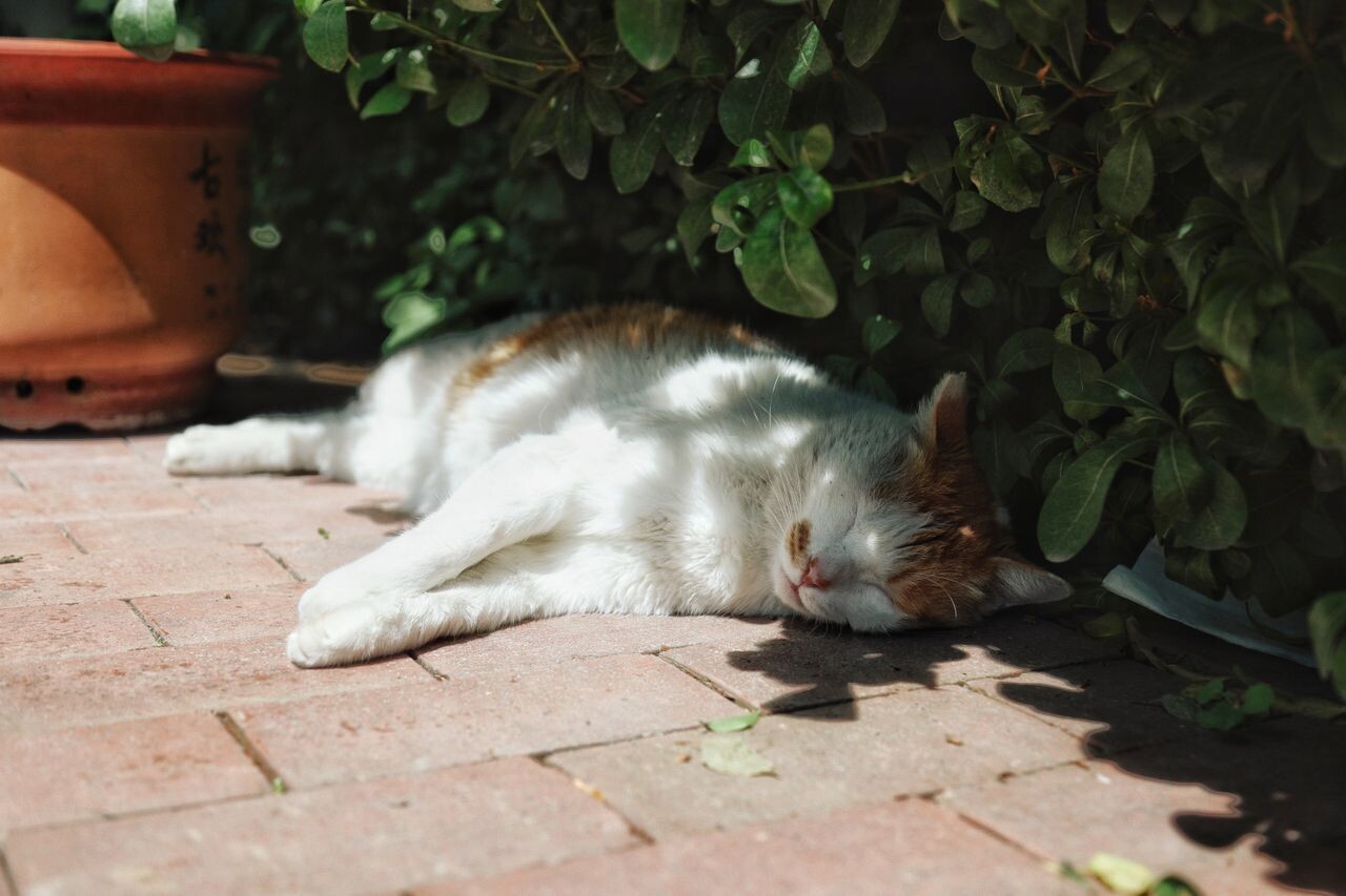 pexels zzzzlz 37400230 53f10