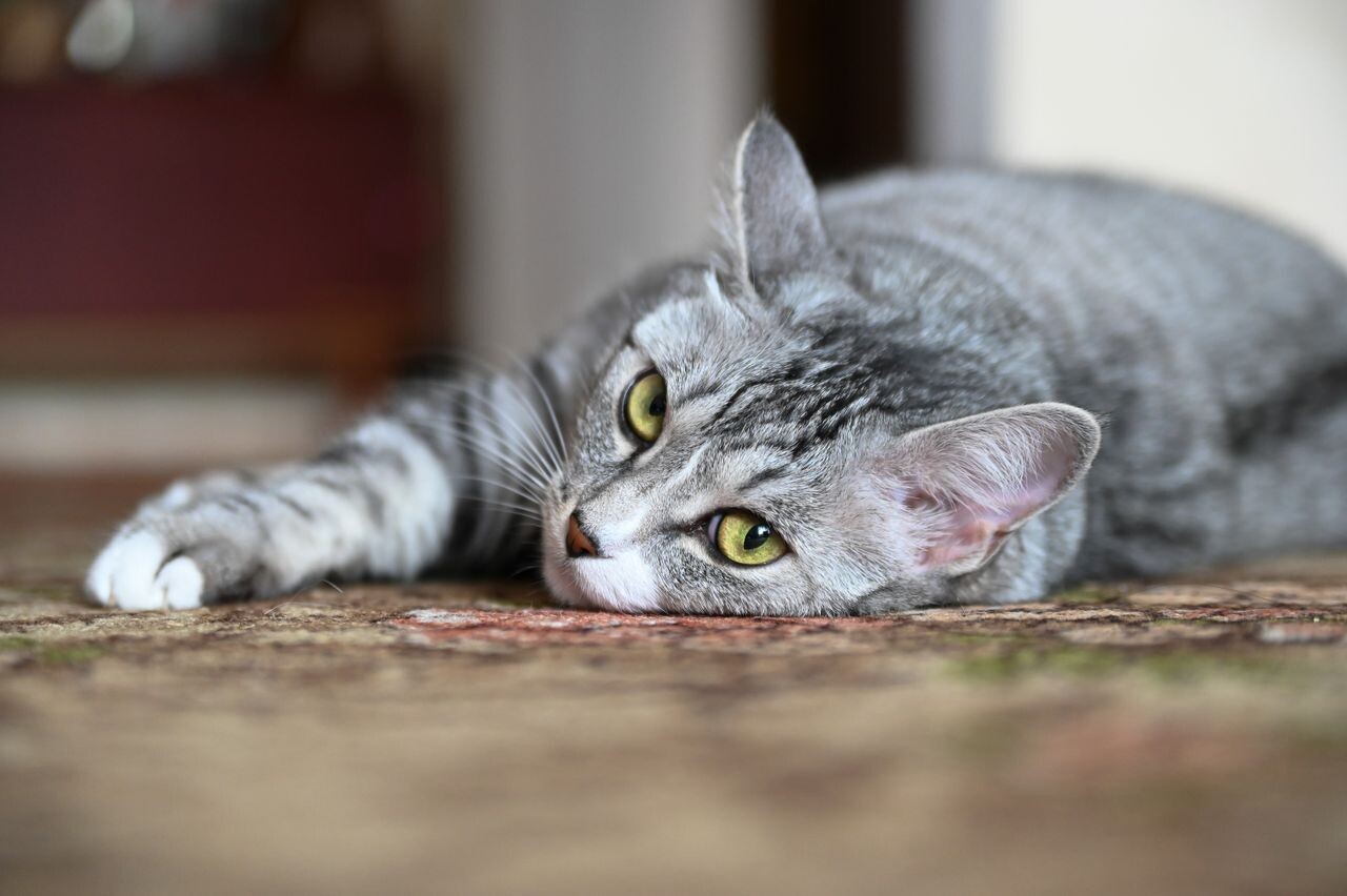 pexels yakov65 7011172 969d9