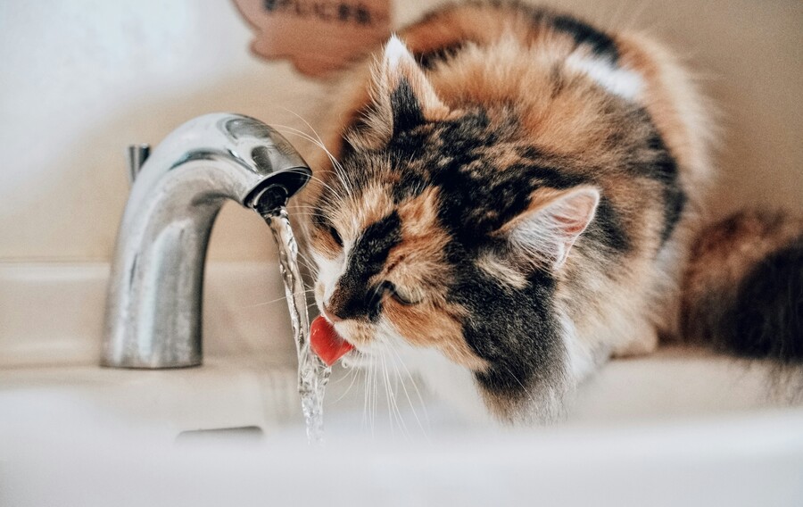 sugarman-joe-ofqgfkgx7_u-unsplash_f99e2.jpg