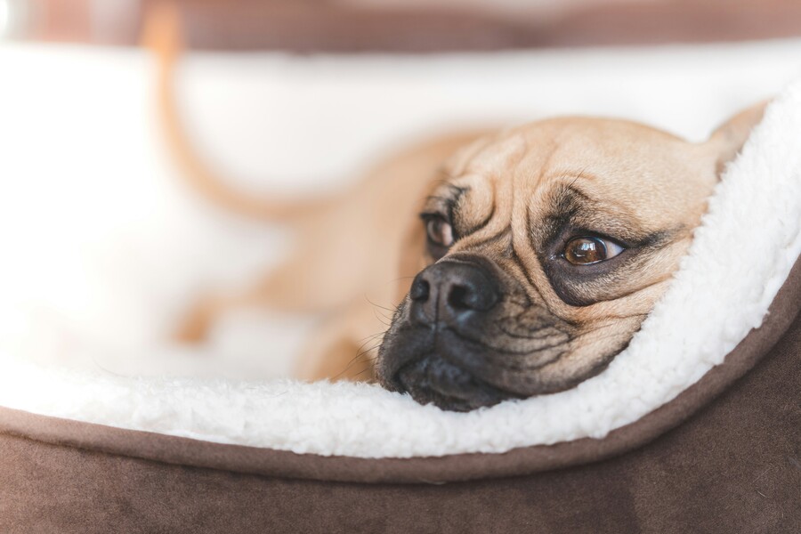 tom-hills-tctzo2l47la-unsplash_157f0.jpg