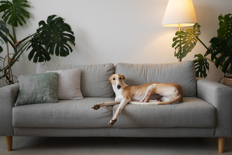 adorable-greyhound-dog-home-couch_a46f7ca6af1c973d.jpg