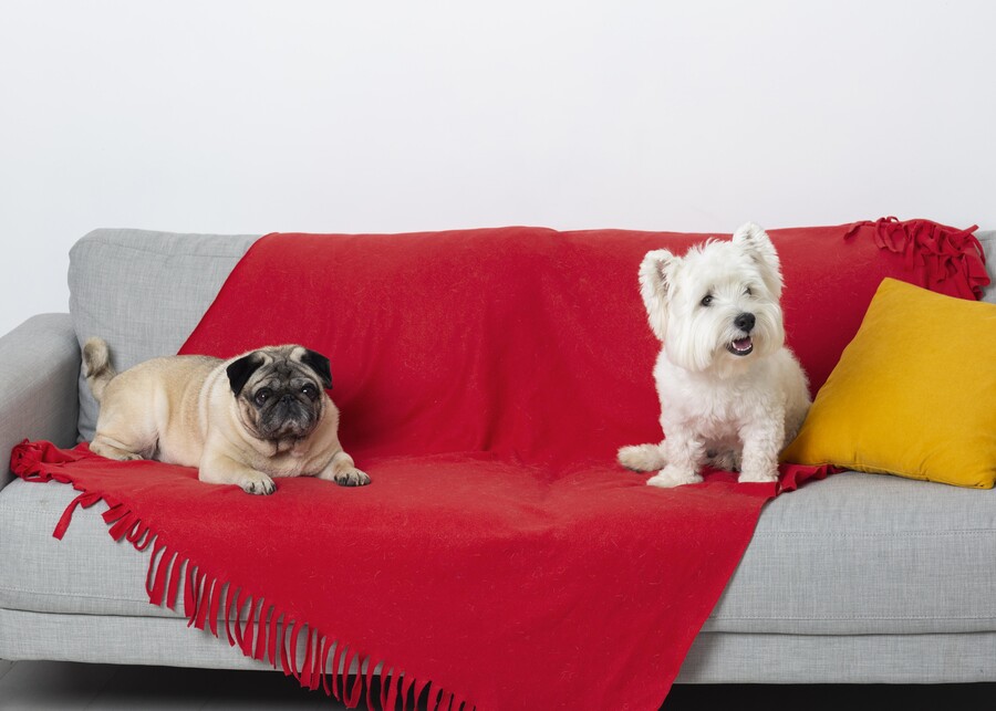 cute-little-dogs-couch_6eba071bb422d0d1.jpg