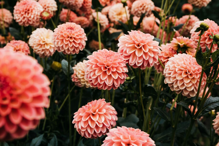 madara-7tmun_z_mq4-unsplash_4dbb19017f696ea2.jpg