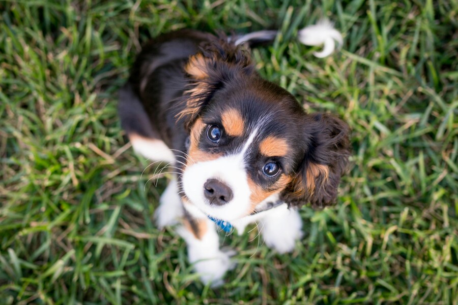 austin-kirk-qzenflkkwt0-unsplash_8d7657f098b8db00.jpg