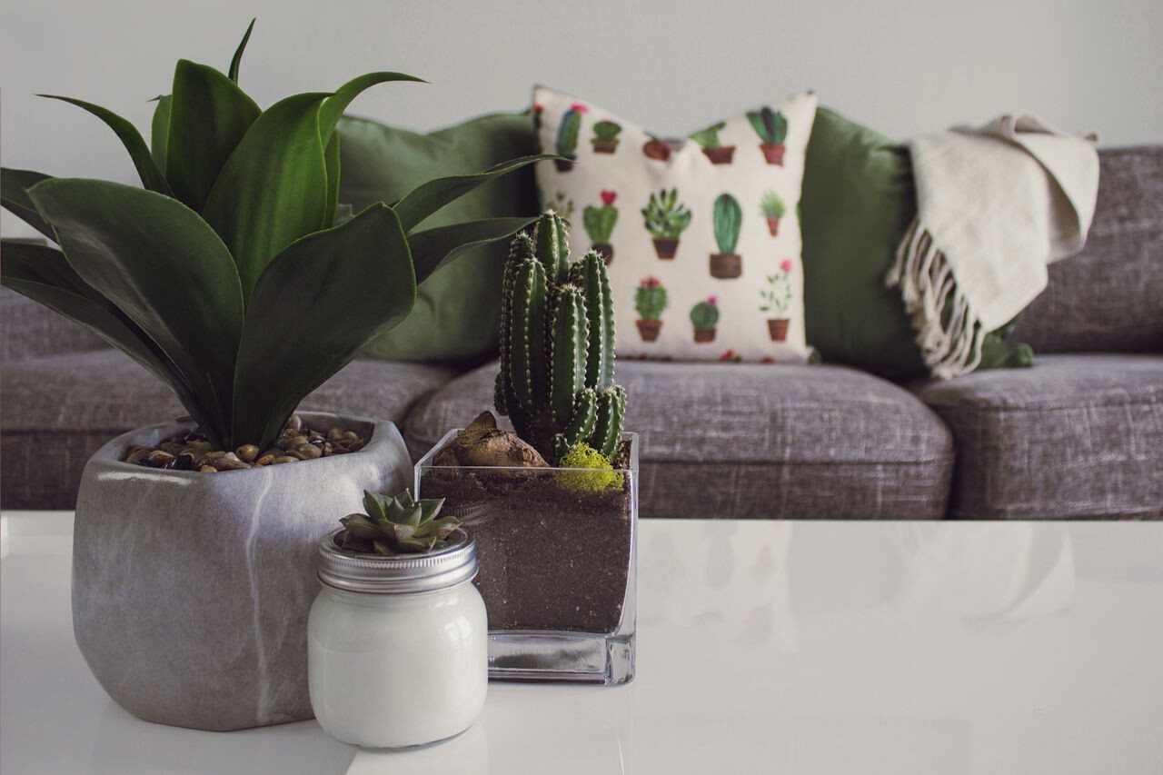 pexels designecologist 1005058 307622f4a9d7521f
