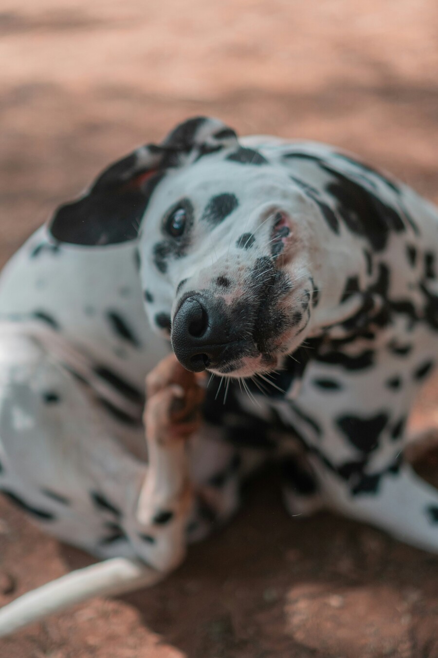 rodrigo-rodrigues-wolf-r-t-fnhgzgtbm8u-unsplash_4523e9f1f9e1a548.jpg