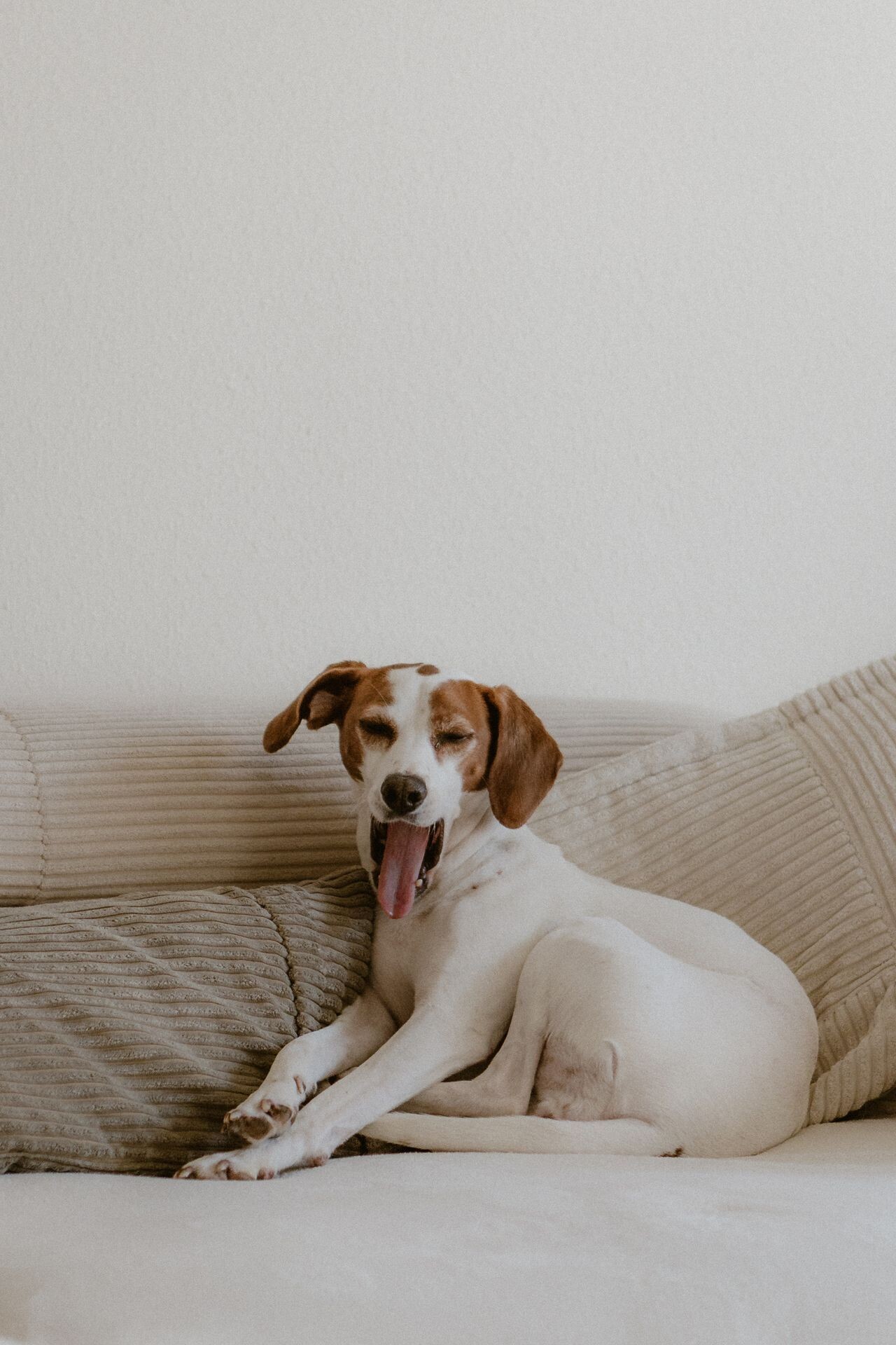 pexels andreasebnerfotografie 36771616 e1a54d0dff051dbd