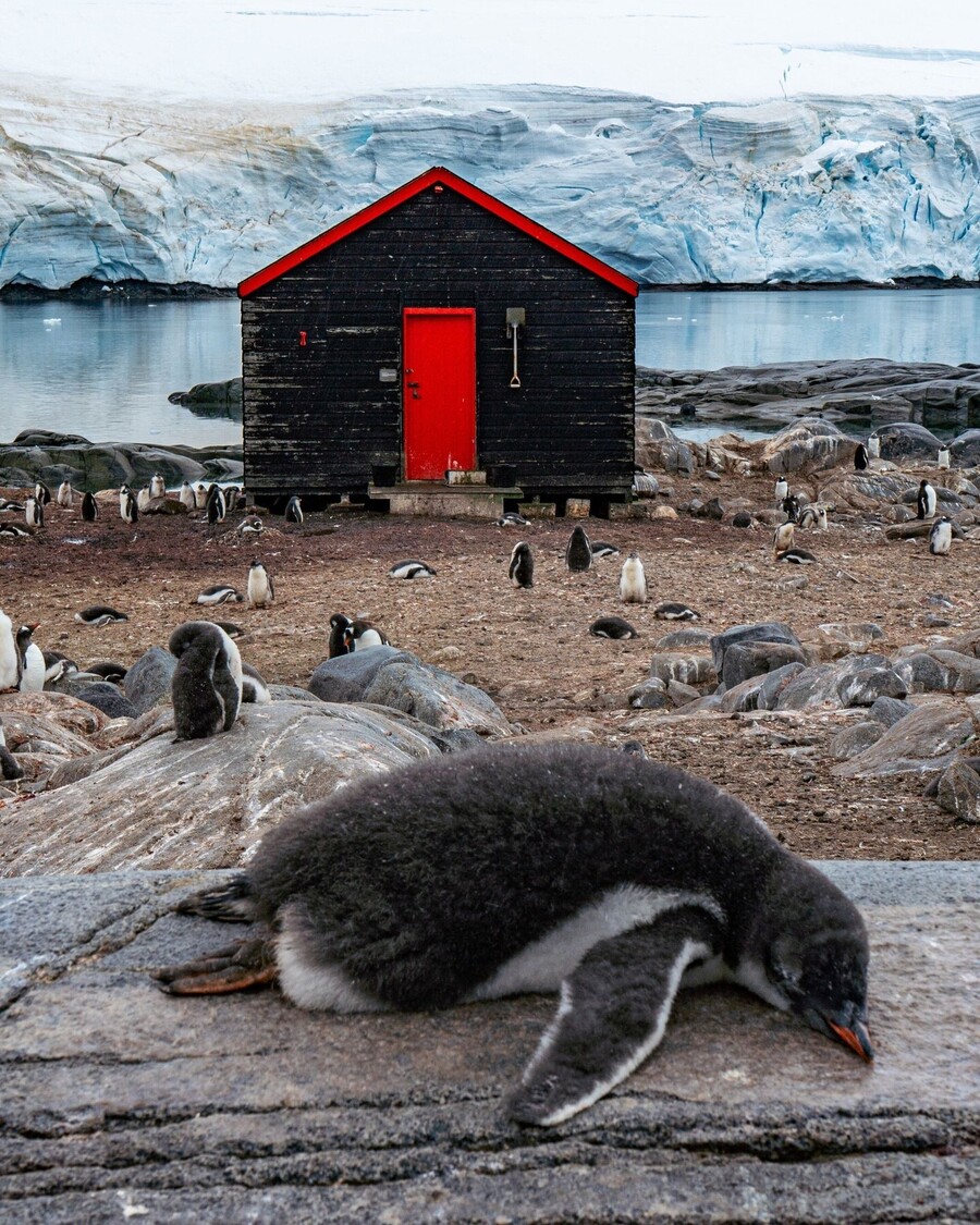 pigkouinoi_antarktiki_5_4390f36709bab6ea.jpg