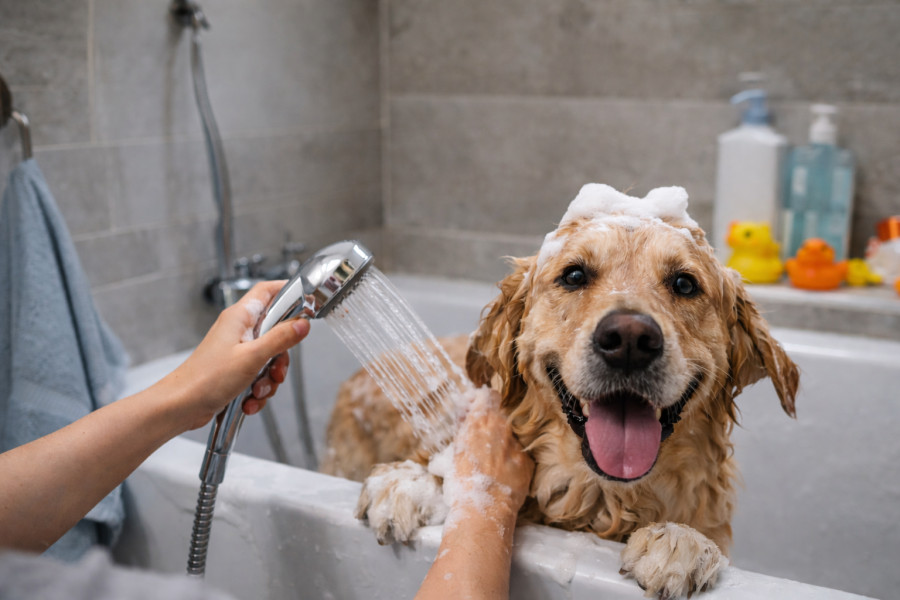 Δεν αρέσει στον σκύλο σου το μπάνιο; 6+1 τρόποι για να γίνει πιο εύκολη διαδικασία και να το λατρέψει