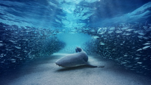 ΣΚΑΪ &amp; BBC Studios: Νέο κεφάλαιο στην 20χρονη συνεργασία τους - Η συμπαραγωγή δύο πολυαναμενόμενων σειρών ντοκιμαντέρ