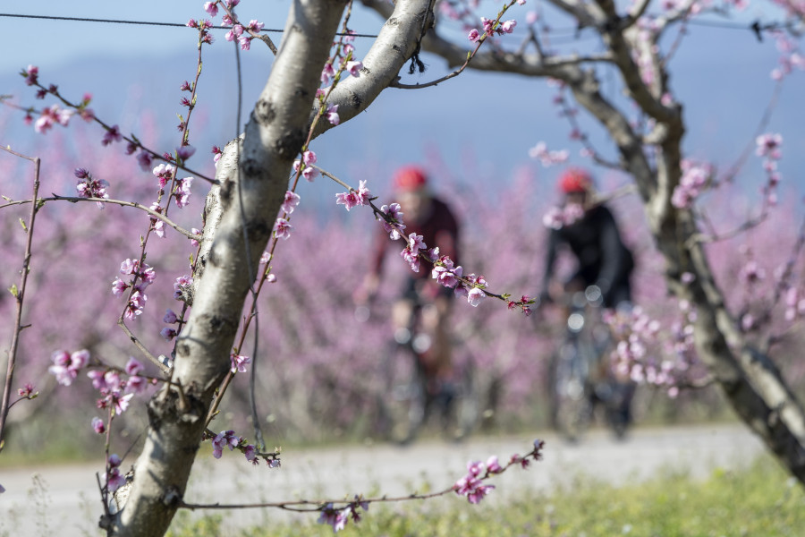 H ελληνική sakura: Ροζ και φέτος ο κάμπος της Βέροιας από τις ανθισμένες ροδακινιές