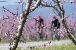 H ελληνική sakura: Ροζ και φέτος ο κάμπος της Βέροιας από τις ανθισμένες ροδακινιές