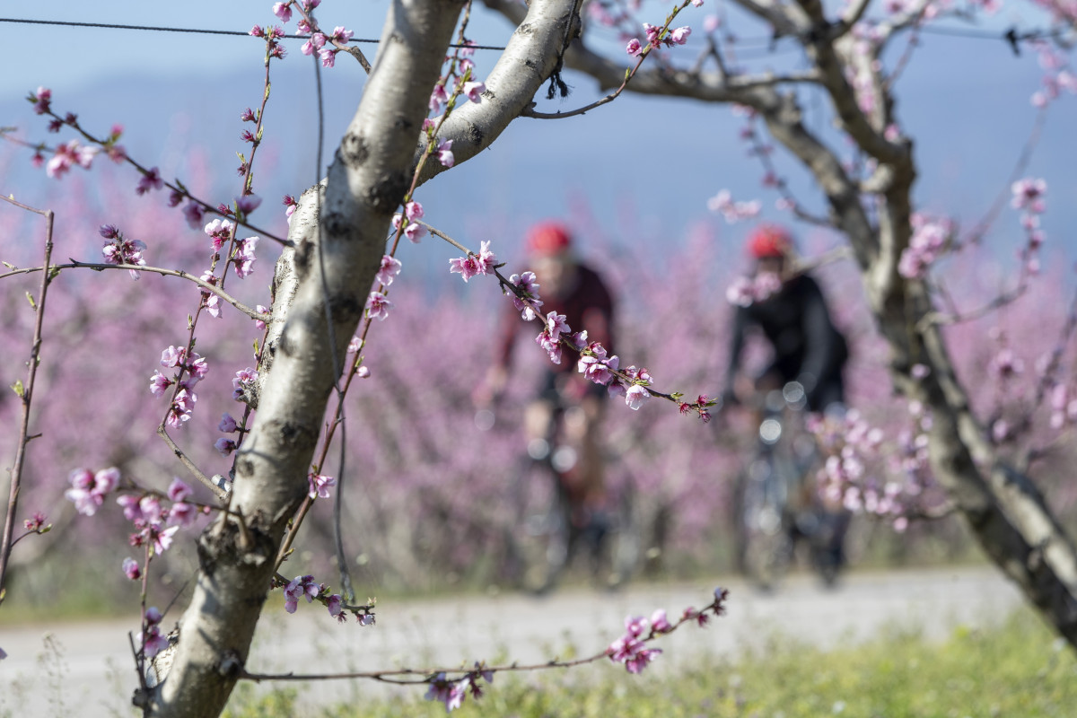 H ελληνική sakura: Ροζ και φέτος ο κάμπος της Βέροιας από τις ανθισμένες ροδακινιές
