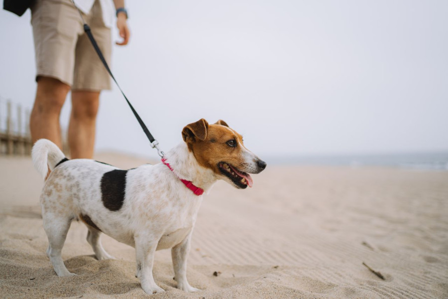 Το απόλυτο καλοκαιρινό survival guide για κάθε pet parent