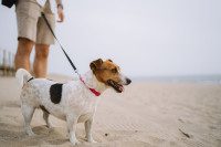 Το απόλυτο καλοκαιρινό survival guide για κάθε pet parent