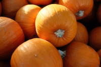 Κολοκύθα, κολοκύθα Χοκάιντο ή butternut: Μπορούμε να φάμε τη φλούδα των κολοκυθιών του φθινοπώρου;