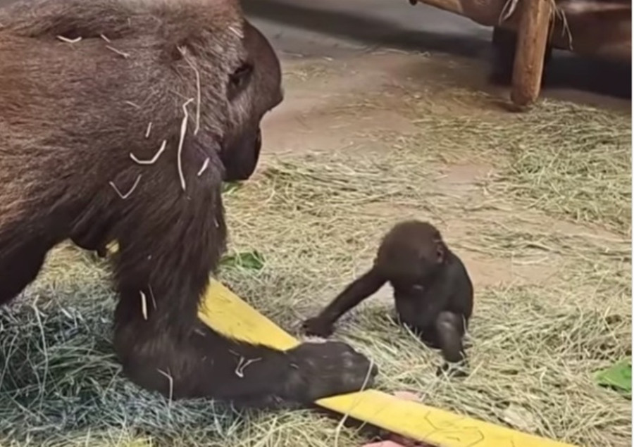 Μάνα είναι μόνο μία σε όλα τα είδη... Γοριλάκι έπεσε, χτύπησε, έκλαψε κι η μαμά ανέλαβε δράση