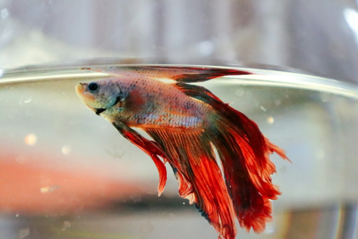 Ο έξυπνος τρόπος να πεις «αντίο» στους μύκητες του ενυδρείου