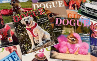 Dogue vs Vogue: O κολοσσός πίσω από τη Vogue μήνυσε περιοδικό για σκύλους