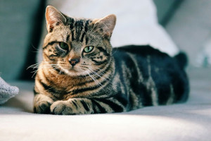 Τι σημαίνει όταν η γάτα σου σε κοιτάζει επίμονα και τι προσπαθεί να σου πει