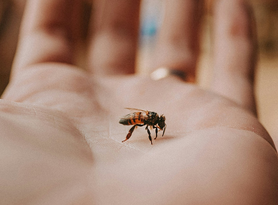Γιατί μερικά τσιμπήματα εντόμων αφήνουν σημάδια σαν ελιές