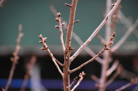 Όλοι μαζί μπορούμε: Αυτή την Κυριακή, 22 Μαρτίου, διπλή δενδροφύτευση σε Ζάκυνθο και Χανιά