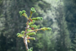 Όλοι μαζί μπορούμε: Τριπλή δενδροφύτευση σε Πεντέλη, Πάρνηθα και Κόρινθο