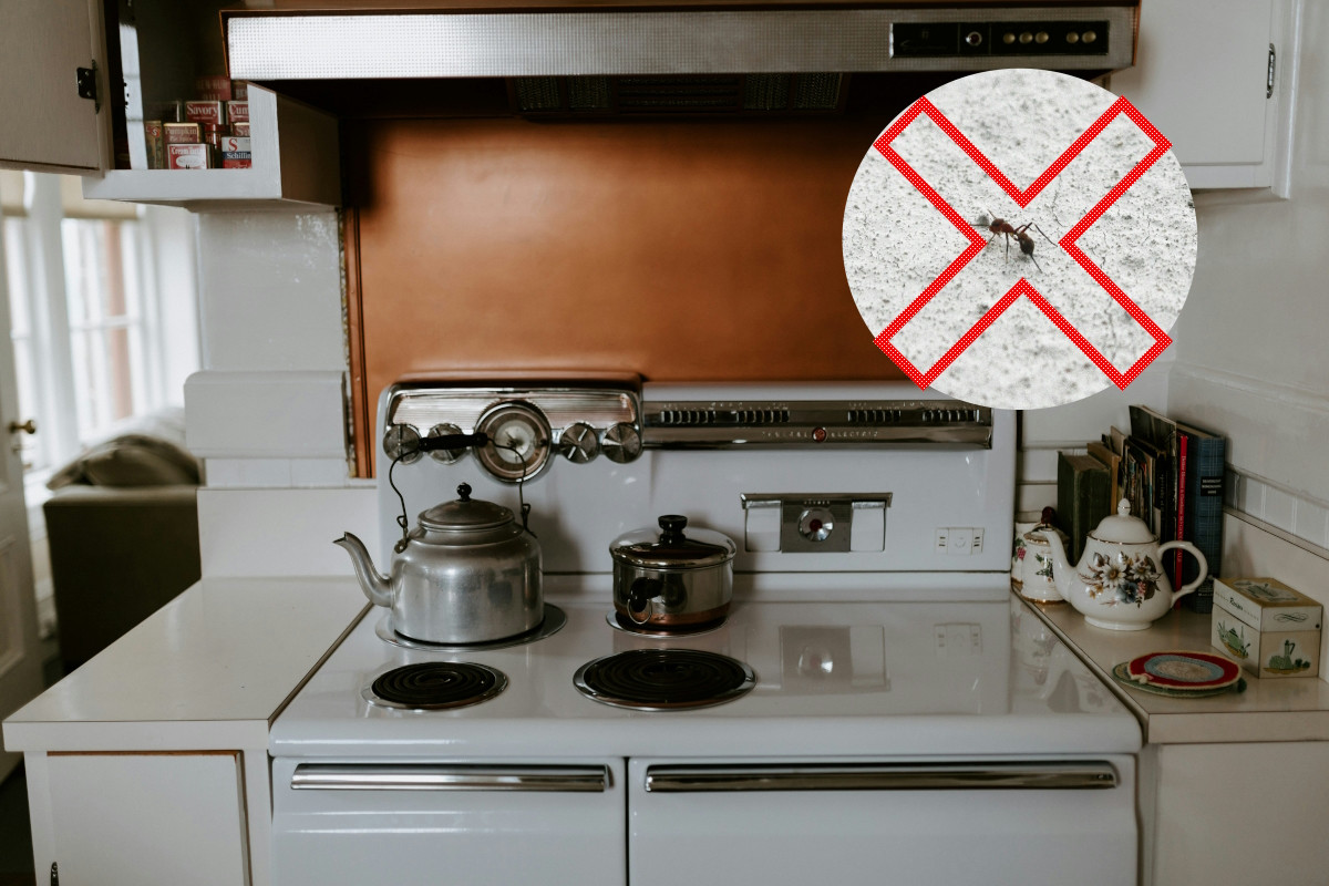 Το οικολογικό tip για να κρατήσεις τα μυρμήγκια μακριά από το σπίτι σου