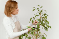 Τα φυτά που αντέχουν τα πάντα (ακόμα και την αμέλειά μας)