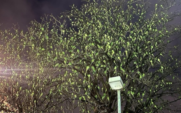 Αυτό το δέντρο στο Νότιο Λονδίνο έγινε viral γιατί αυτό που βλέπετε ΔΕΝ είναι φύλλα