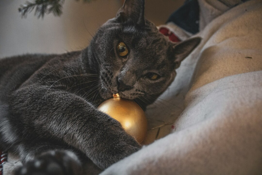 Πρωτοχρονιάτικο στρες στα κατοικίδια και τι μπορείς να κάνεις για να τα ηρεμήσεις