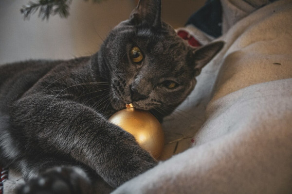 Πρωτοχρονιάτικο στρες στα κατοικίδια και τι μπορείς να κάνεις για να τα ηρεμήσεις