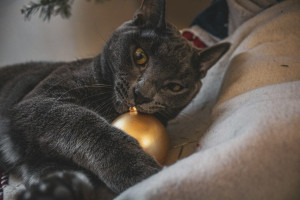 Πρωτοχρονιάτικο στρες στα κατοικίδια και τι μπορείς να κάνεις για να τα ηρεμήσεις