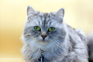 Κι όμως, υπάρχει βιβλίο με 80.000 φορές τη λέξη “Meow” -μόνο- και γίνεται ανάρπαστο!