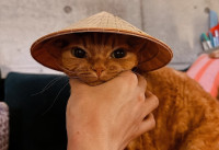 Γιατί το να έχεις σκύλο ή γάτα είναι οτι καλύτερο για την υγεία σου;