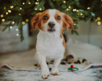 Γιορτές με ασφάλεια: Οι τροφές που πρέπει να μείνουν μακριά από τα κατοικίδια