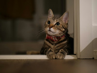 Πώς να κάνεις το σπίτι σου cat-friendly χωρίς να το μετατρέψεις σε γατόσπιτο