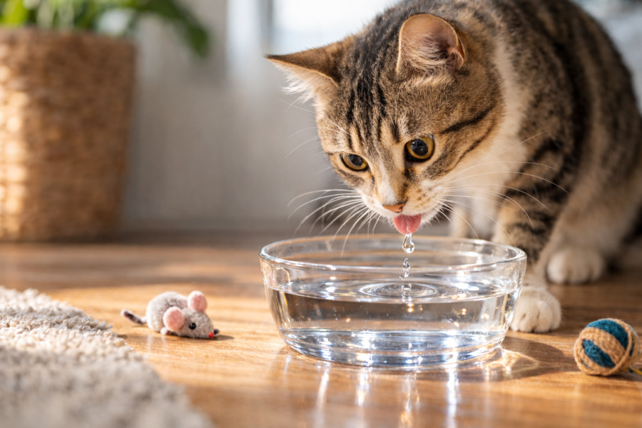 Τα σημάδια ότι η γάτα σου δεν πίνει αρκετό νερό και τι μπορείς να κάνεις