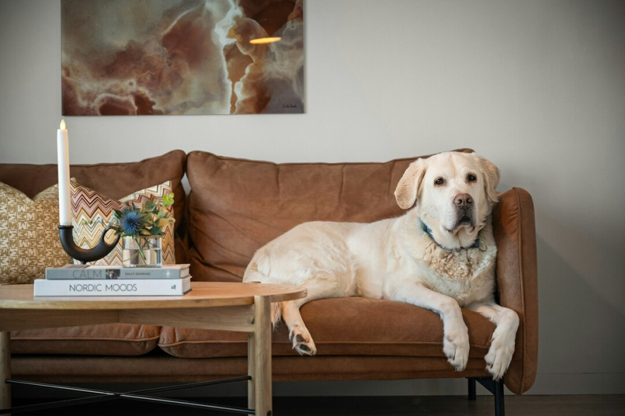 Οι καλύτερες δραστηριότητες για σκύλους μέσα στο σπίτι