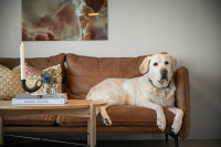 Οι καλύτερες δραστηριότητες για σκύλους μέσα στο σπίτι