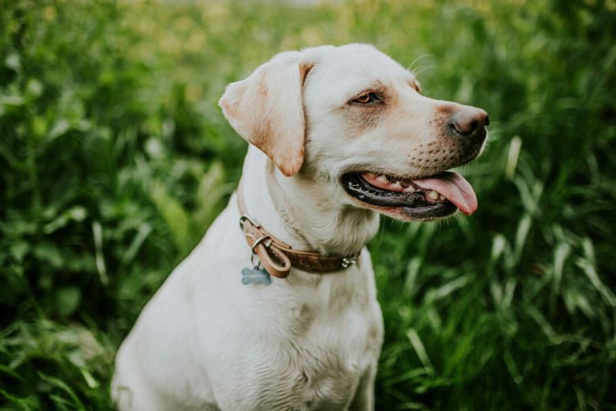Το πρώτο πράγμα που κάνουν οι περισσότεροι pet parents μόλις ανοίξει ο καιρός