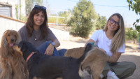 Pet Stories: Ώρα να γνωρίσετε δυο ξεχωριστές πρωτοβουλίες από το A Little Shelter και το Help Horses