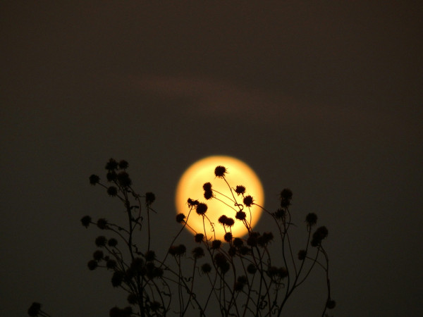 Flower Moon: Η Πανσέληνος της Πρωτομαγιάς και όλα όσα πρέπει να ξέρεις για αυτήν