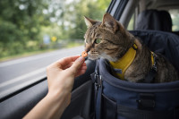Το μυστικό για να αγαπήσει η γάτα σου τις μετακινήσεις με αυτοκίνητο