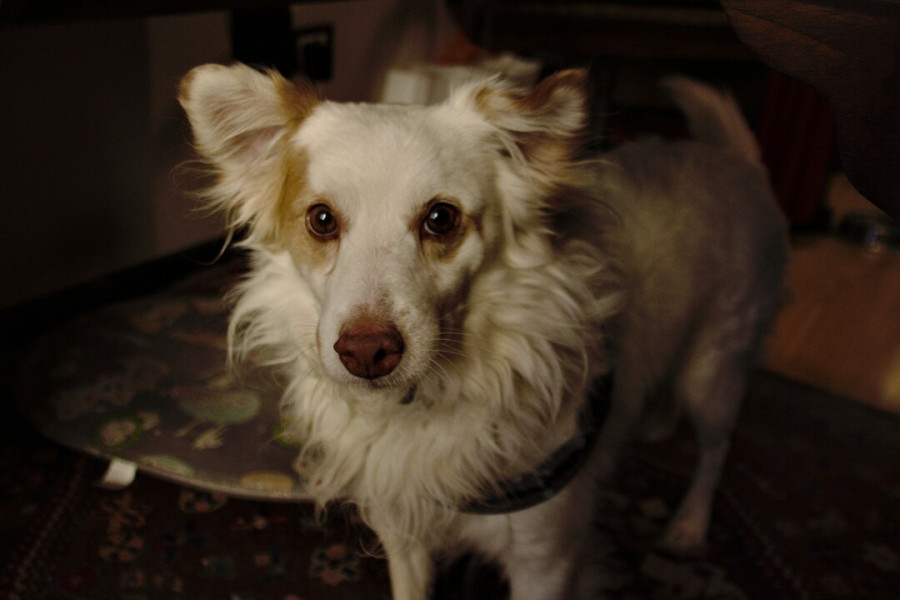 Οι 5 βασικές εντολές που πρέπει να ξέρει κάθε σκύλος