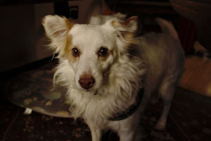 Οι 5 βασικές εντολές που πρέπει να ξέρει κάθε σκύλος