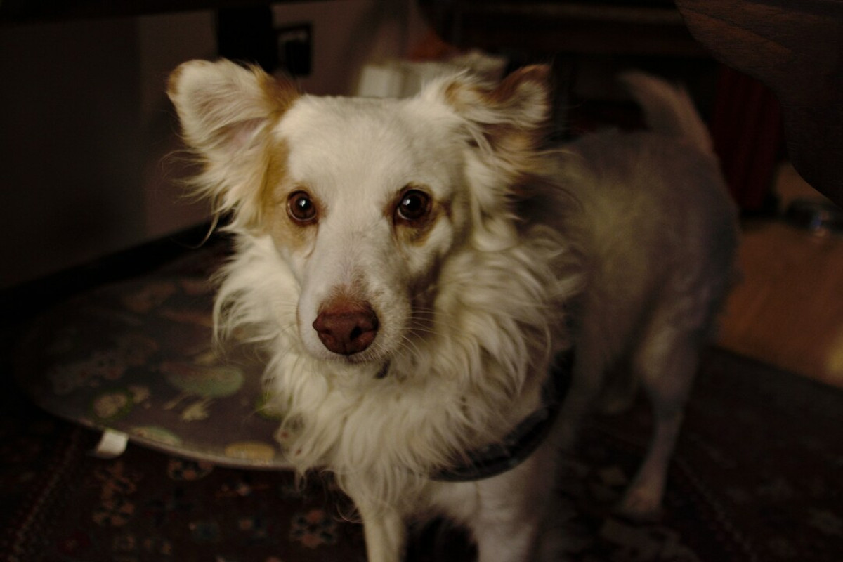 Οι 5 βασικές εντολές που πρέπει να ξέρει κάθε σκύλος