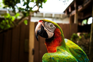 Η σωστή φροντίδα για τα φτερά του παπαγάλου σου, βήμα βήμα