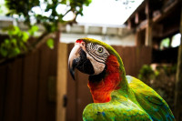 Η σωστή φροντίδα για τα φτερά του παπαγάλου σου, βήμα βήμα