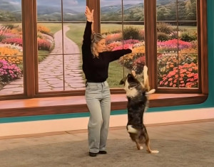 Eurovision 2026: Η viral στιγμή με σκύλο που χορεύει στον ρυθμό του «Ferto»